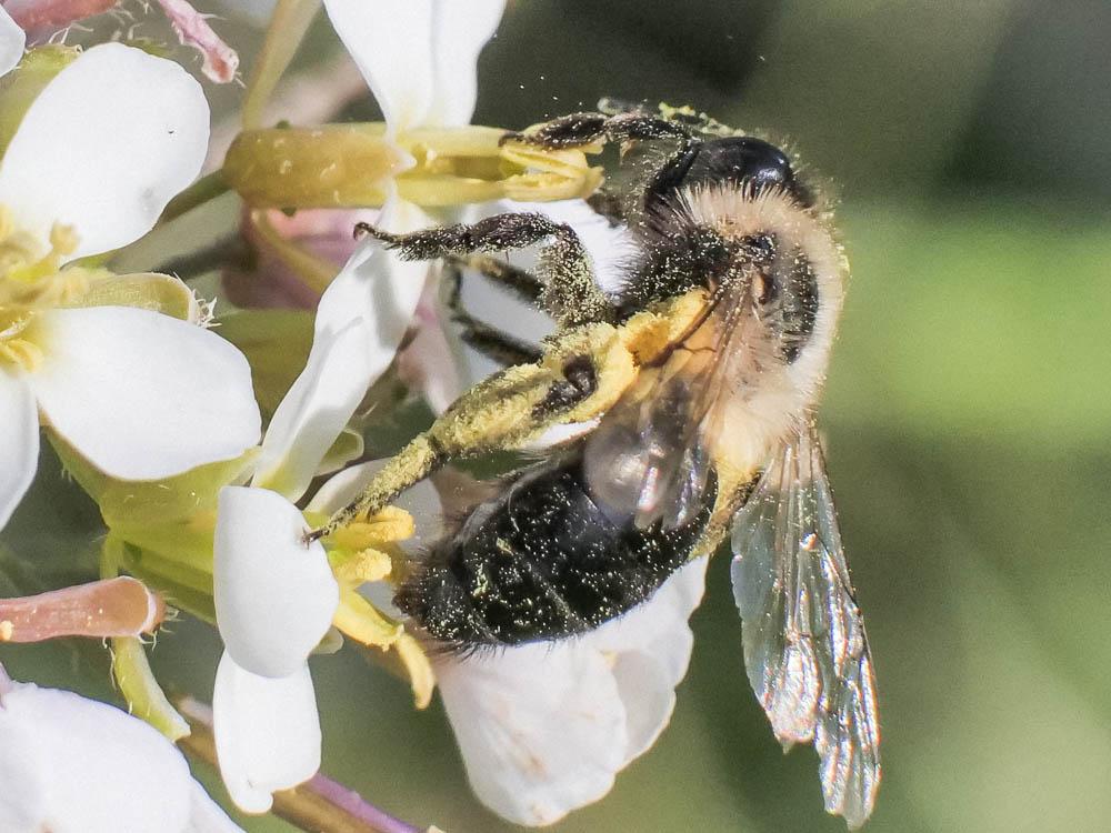  Andrena bicolorata (Rossi, 1790)