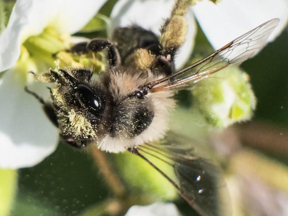  Andrena bicolorata (Rossi, 1790)