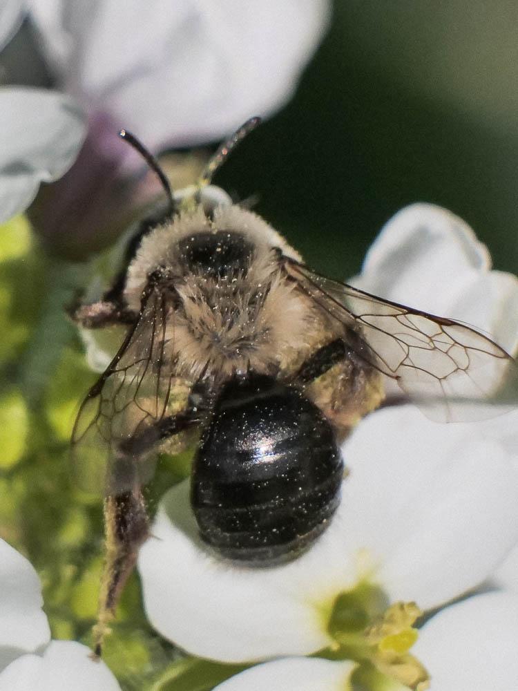  Andrena bicolorata (Rossi, 1790)