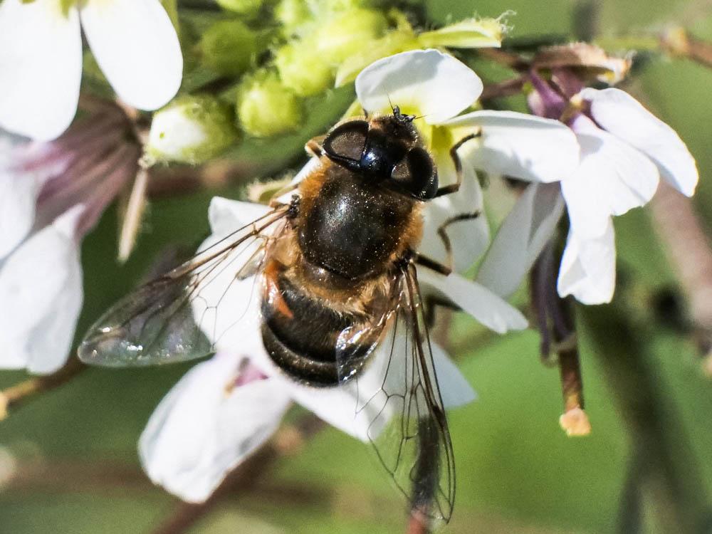  Eristalis similis (Fallén, 1817)