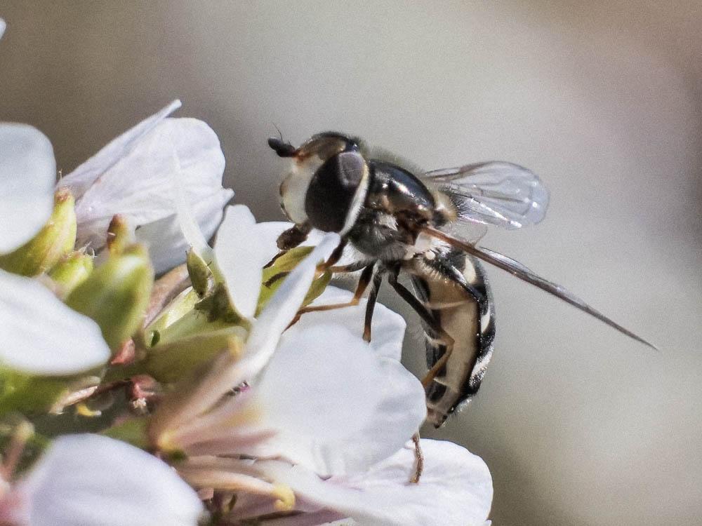 Le Syrphe du poirier, Syrphe pyrastre Scaeva pyrastri (Linnaeus, 1758)