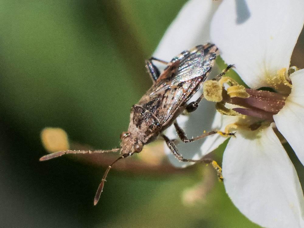  Stictopleurus punctatonervosus (Goeze, 1778)