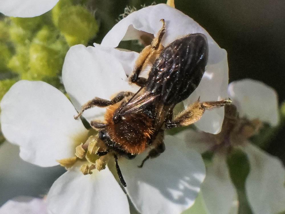  Andrena lagopus Latreille, 1809