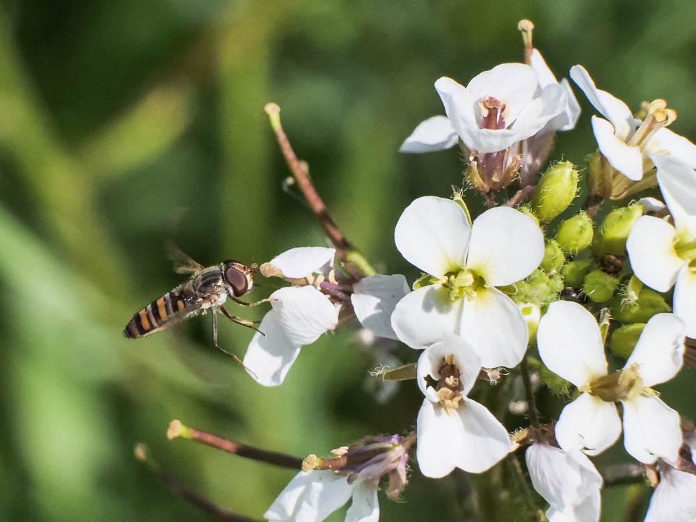  Episyrphus balteatus (De Geer, 1776)