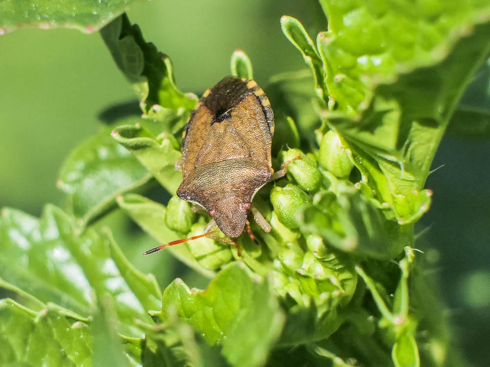 Le  Peribalus strictus strictus (Fabricius, 1803)