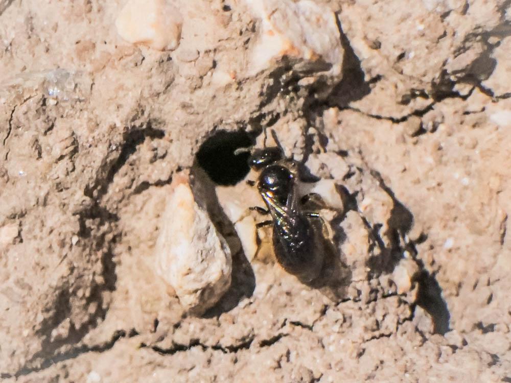  Lasioglossum Curtis, 1833