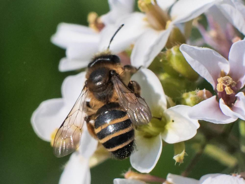  Andrena flavipes Panzer, 1799