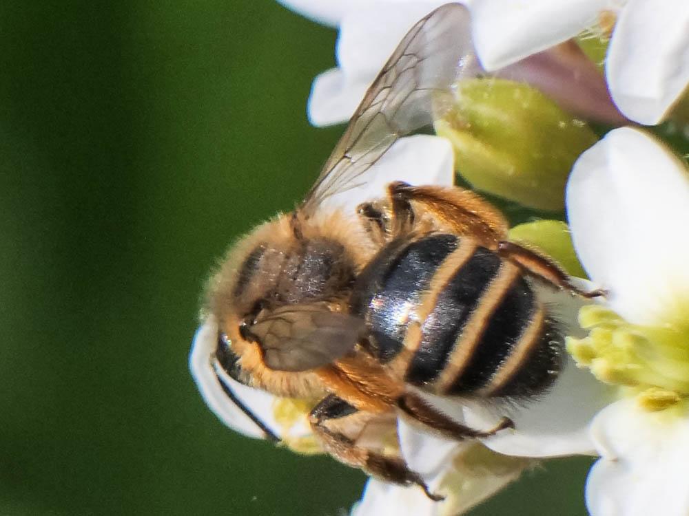  Andrena flavipes Panzer, 1799