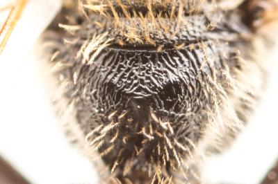  Lasioglossum albipes (Fabricius, 1781)