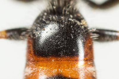  Lasioglossum albipes (Fabricius, 1781)