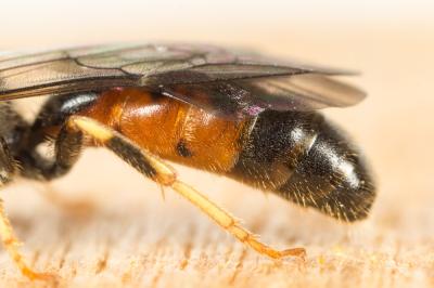  Lasioglossum albipes (Fabricius, 1781)