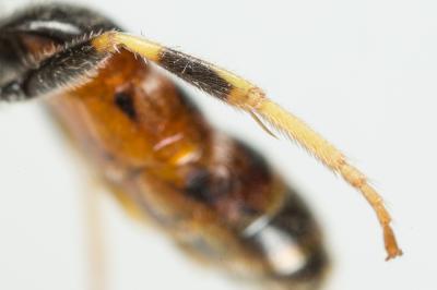  Lasioglossum albipes (Fabricius, 1781)