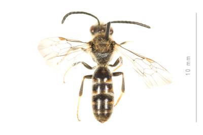  Lasioglossum calceatum (Scopoli, 1763)