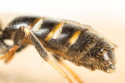  Lasioglossum calceatum (Scopoli, 1763)