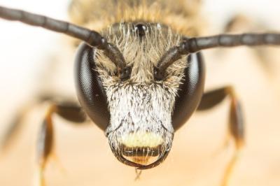  Lasioglossum calceatum (Scopoli, 1763)