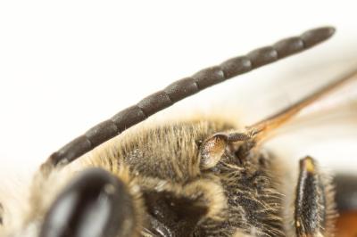  Lasioglossum calceatum (Scopoli, 1763)