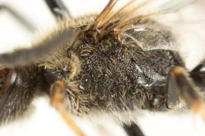  Lasioglossum calceatum (Scopoli, 1763)