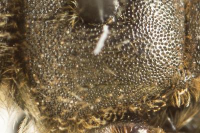  Lasioglossum calceatum (Scopoli, 1763)