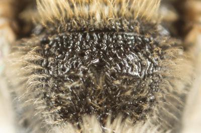  Lasioglossum calceatum (Scopoli, 1763)