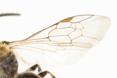  Lasioglossum calceatum (Scopoli, 1763)