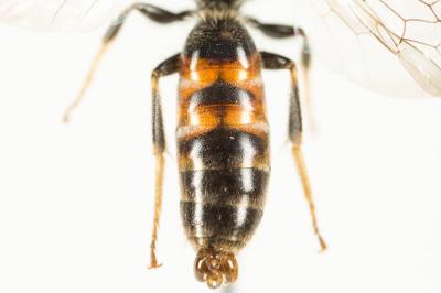  Lasioglossum calceatum (Scopoli, 1763)