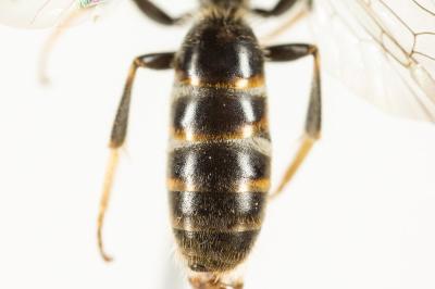  Lasioglossum calceatum (Scopoli, 1763)