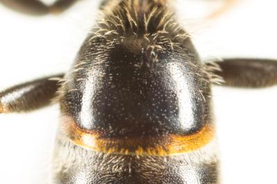  Lasioglossum calceatum (Scopoli, 1763)