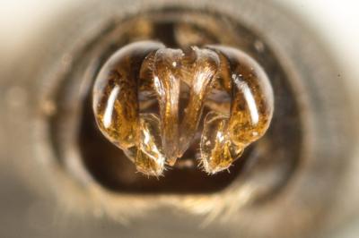  Lasioglossum calceatum (Scopoli, 1763)