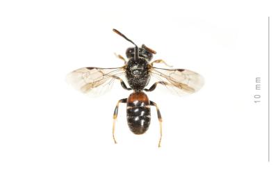  Lasioglossum interruptum (Panzer, 1798)