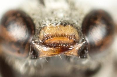  Lasioglossum interruptum (Panzer, 1798)