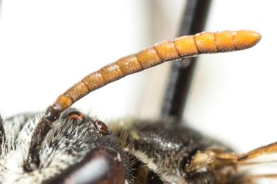  Lasioglossum interruptum (Panzer, 1798)