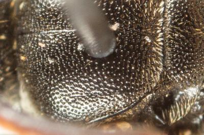  Lasioglossum interruptum (Panzer, 1798)