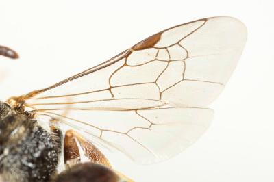  Lasioglossum interruptum (Panzer, 1798)