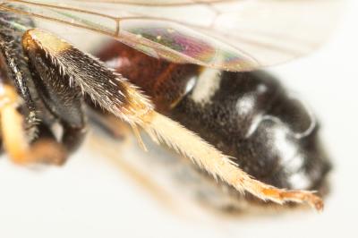  Lasioglossum interruptum (Panzer, 1798)