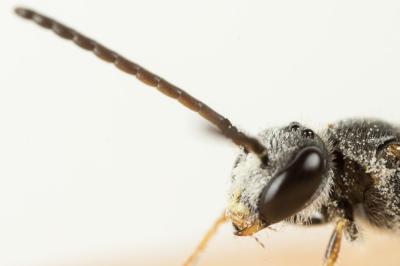  Lasioglossum laticeps (Schenck, 1868)