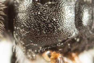  Lasioglossum laticeps (Schenck, 1868)