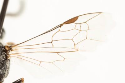  Lasioglossum laticeps (Schenck, 1868)