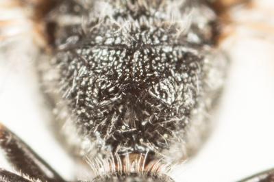  Lasioglossum laticeps (Schenck, 1868)