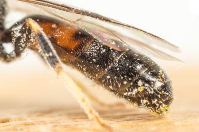  Lasioglossum laticeps (Schenck, 1868)