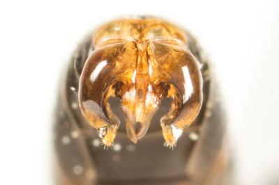  Lasioglossum laticeps (Schenck, 1868)