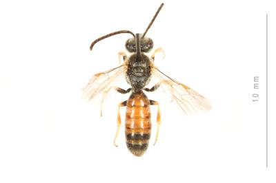  Lasioglossum malachurum (Kirby, 1802)