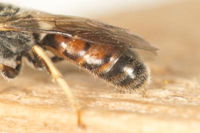  Lasioglossum malachurum (Kirby, 1802)