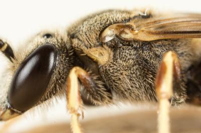  Lasioglossum malachurum (Kirby, 1802)