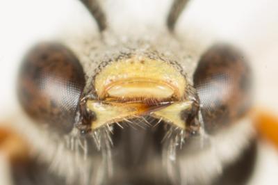  Lasioglossum malachurum (Kirby, 1802)