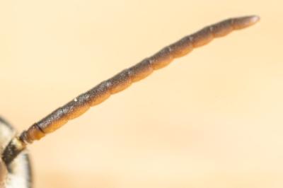  Lasioglossum malachurum (Kirby, 1802)