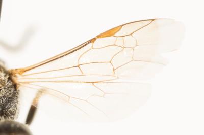  Lasioglossum malachurum (Kirby, 1802)