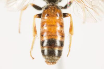  Lasioglossum malachurum (Kirby, 1802)