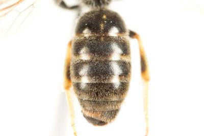  Lasioglossum malachurum (Kirby, 1802)