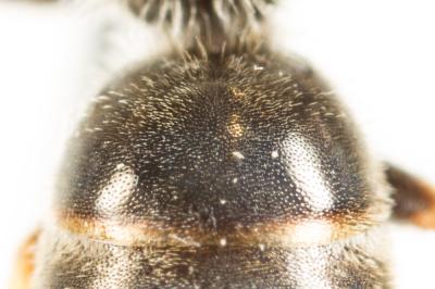  Lasioglossum malachurum (Kirby, 1802)