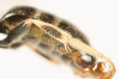  Lasioglossum malachurum (Kirby, 1802)